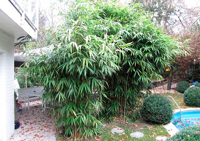 Стреловидный бамбук в саду